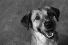 family friends pets photographs, clipart, animation, animated gifs, free clipart, free graphics, icons, buttons